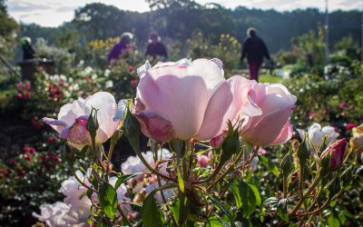 <p>Über 120 Rosen wachsen schon in unserem Garten! Wer über die Pflege, den Schnitt, das Sträußebinden, Rosengelee und Kräutersalz mit Hagebutten mehr erfahren möchte, kommt mit zur Rosengruppe.</p><br />
