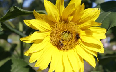 <p>Das „Wir“ gestaltet die Zukunft von Morgen. Wir bieten im „Kleinen“ viele Ideen und Anregungen, die unserer Gesundheit von Mensch und Natur dienen...</p><br />
