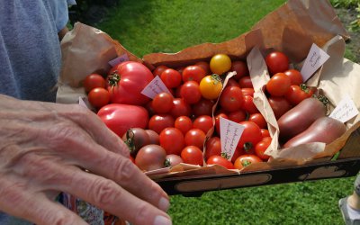 <p>Unser Gemüse wächst und schmeckt! Wir ernten eine Vielfalt und das macht Spaß und ist gesund!</p><br />
