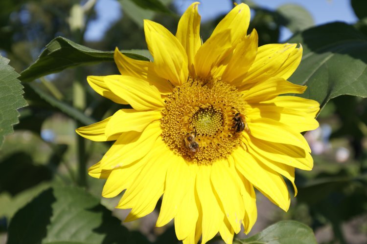 Sonnenblume