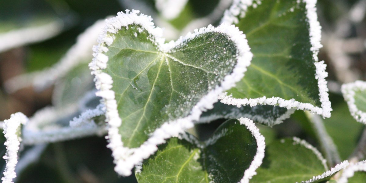 Efeublat in Herzform