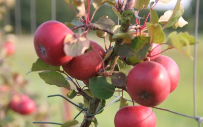 <p>Obstbaumschnitt- und Veredlungskurse, rotfleischige Äpfel, Beerenobst,...</p><br />
