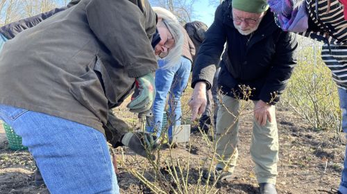 Rosenschnittkurs 2025
